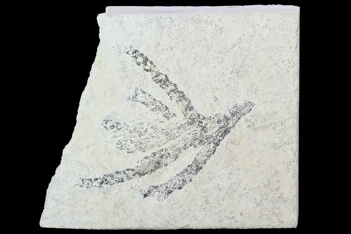 Fossil Plant (Brachyphyllum) - Solnhofen Limestone, Germany #100808